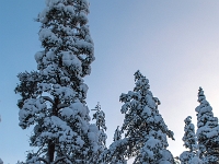 Traditional Lapland Reindeer Safari